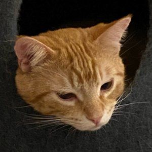 Meet your Posher, Noah